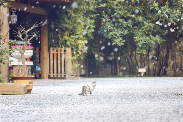 1585876625102374.jpg 洛陽(yáng)最美的春天竟藏在這里2.jpg