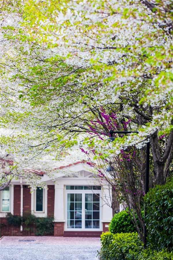 1585876750134803.jpg 洛陽(yáng)最美的春天竟藏在這里4.jpg